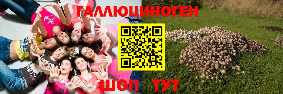 Псилоцибиновые грибы Cubensis Омск